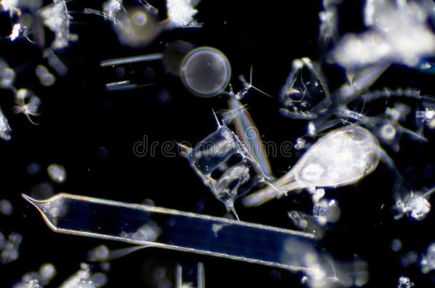海的水生的浮游生物硅藻类在下面显微镜看法