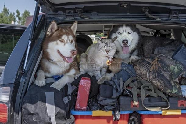 公狗和猫采用指已提到的人树干关于指已提到的人汽车.观念关于旅行和美洲黑杜鹃