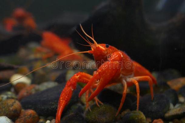 龙虾.红色的,桔子,棕色的和黄色的龙虾步行向岩石