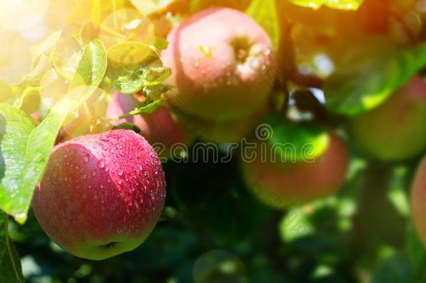 苹果树树枝和有机的红色的苹果向blur红色的绿色的自然