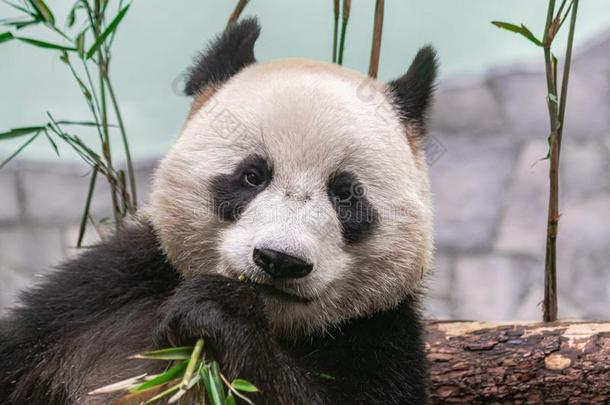 巨人熊猫大猫熊属梅勒诺卢卡,上端肖像,吃竹子