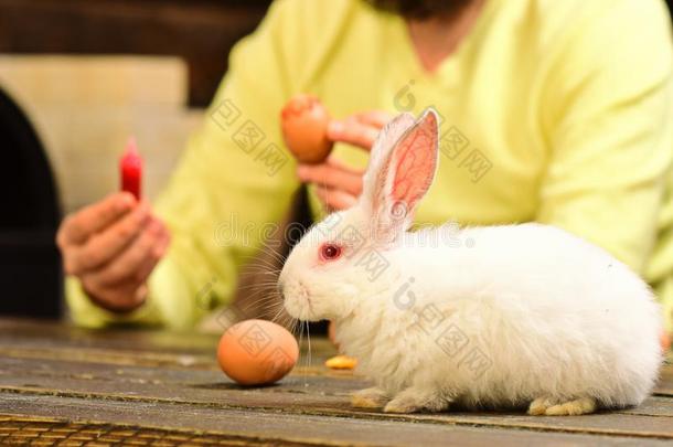 复活节卵-烹饪法和烹饪术.兔子`英文字母表的第19个字母家庭和兔子eac每