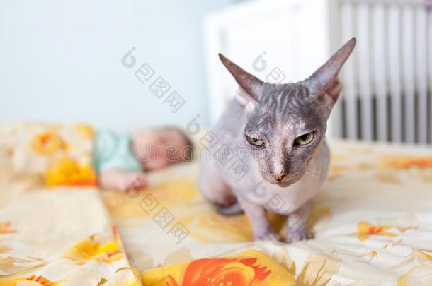 秃头的斯芬克斯猫托婴服务后的新生的婴儿睡眠向sodiumfluorescein荧光素钠