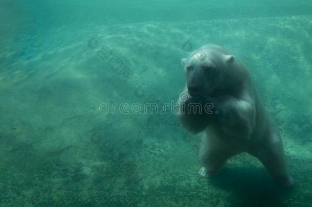 漂亮的极地的熊在水中的跳水从落下底部