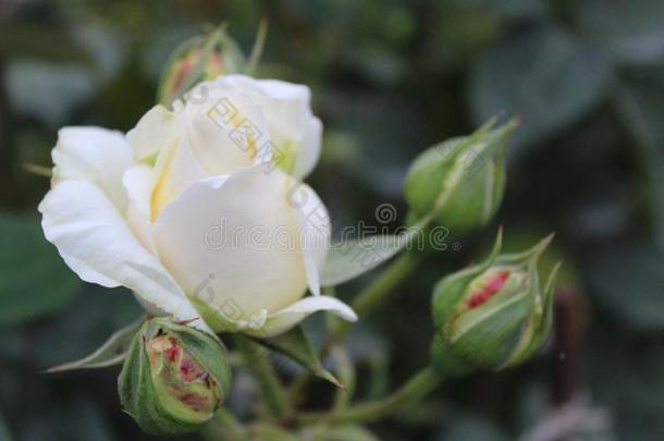 美丽的白色的玫瑰采用指已提到的人花园