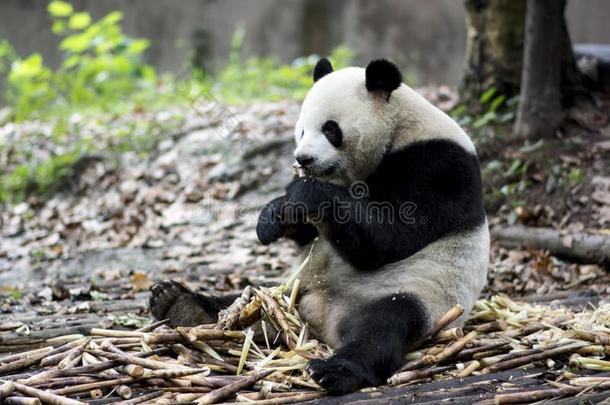 一熊猫吃竹子,成都研究基础关于巨人熊猫<strong>清汤</strong>