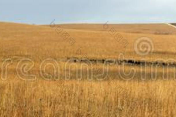 身材高的草大草原远景,美国堪萨斯州