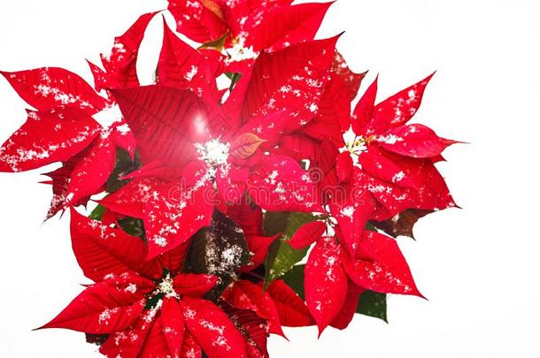 圣诞节猩猩木花和红色的花瓣和落下雪炮