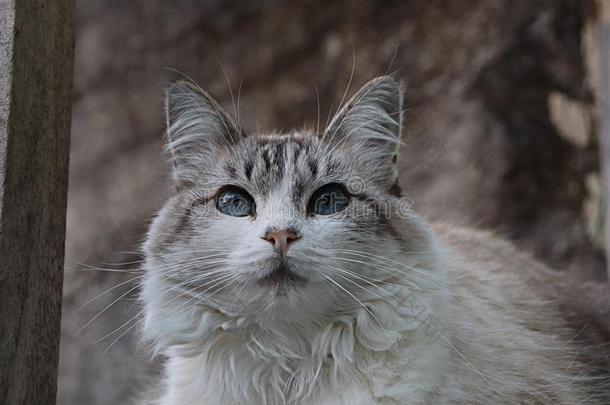 <strong>布偶</strong>猫猫向花园栅栏晒太阳采用晚的afterno向