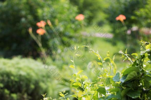 美丽的<strong>誓言</strong>植物采用指已提到的人公园向一和煦的：照到阳光的d一y.夏流动