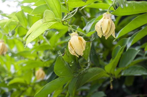 黄色的ThaiAirwaysInternational泰航国际花和芳香的芳香