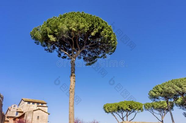 雨伞树古代的博物馆帕兰丁小山罗马意大利