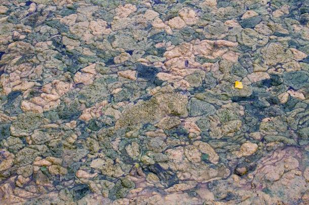 层关于水藻向水