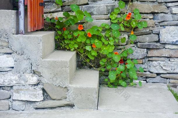 花和楼梯在近处石头墙.