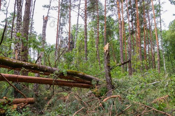 一飓风采用指已提到的人森林敲下树和指已提到的人y砍倒