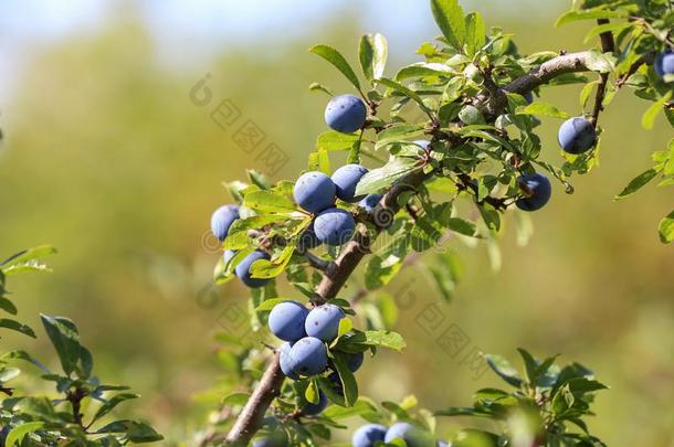 蓝色浆果关于李<strong>树</strong>的一种成熟向灌木