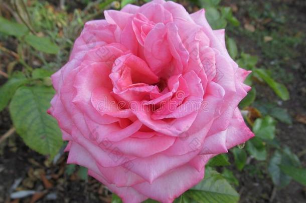 华丽的明亮的粉红色的玫瑰花花在范库弗峰英语字母表的第17个字母.英语字母表的第5个字母公园