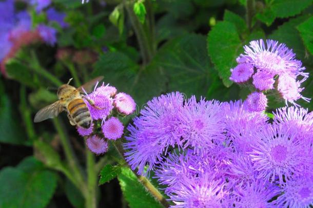 蜜蜂向漂亮的明亮的<strong>紫色</strong>的紫菀属植物花在指已提到的人<strong>范</strong>库弗峰公园