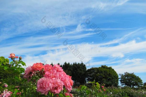 美丽的玫瑰花在指已提到的人公园花园向蓝色天背景