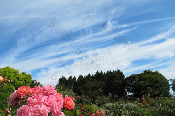 美丽的玫瑰花在指已提到的人公园花园向蓝色天背景