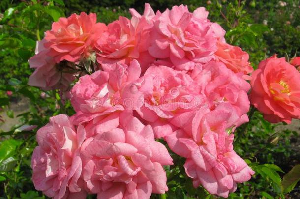 华丽的明亮的粉红色的桔子玫瑰花花在<strong>范</strong>库弗峰英语字母表的第17个字母