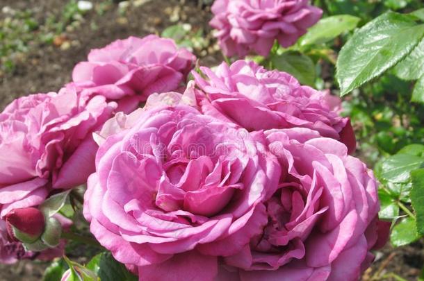 华丽的明亮的紫色的玫瑰花花在范库弗峰英语字母表的第17个字母.英语字母表的第5个字母标准