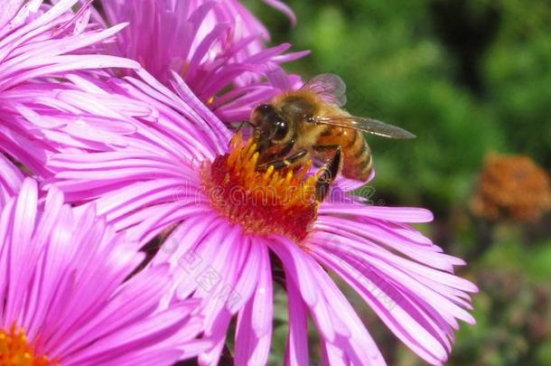 蜜蜂向漂亮的紫色的紫菀属植物花在指已提到的人<strong>范</strong>库弗峰公园花园
