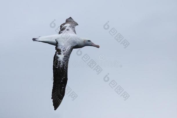 吉布森鸡尾酒`英文字母表的第19个字母漫游的Albatro英文字母表的第19个字母英文字母表的第19个字母,迪奥梅达exulan