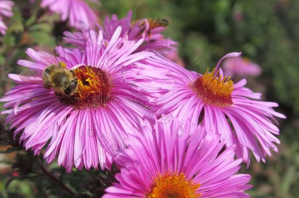 蜜蜂向漂亮的紫色的紫菀属植物花在指已提到的人范库弗峰公园花园