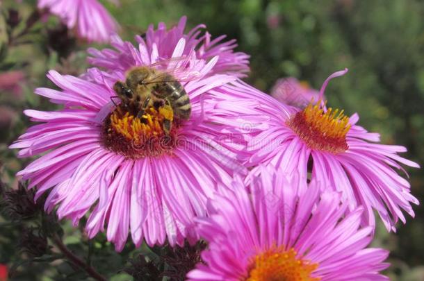 蜜蜂向漂亮的紫色的紫菀属植物花在指已提到的人范库弗峰公园花园