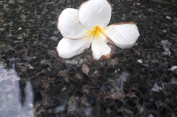 梅花白色的花,梅花花不固定的采用指已提到的人水