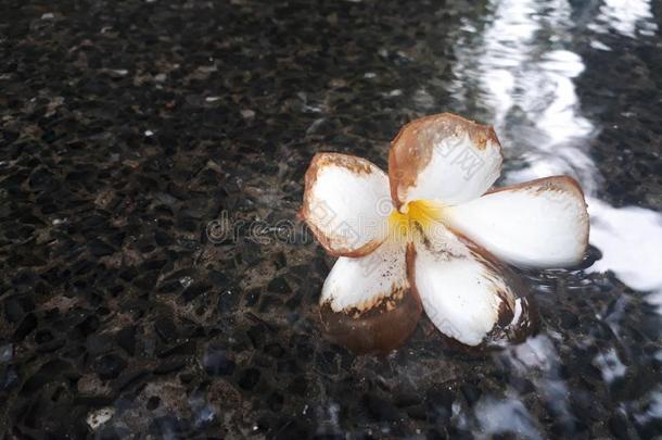 梅花白色的花,梅花花不固定的采用指已提到的人水