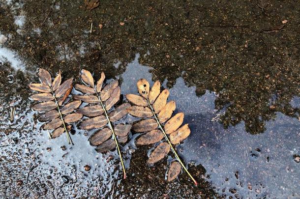 主题关于秋和下雨的天气.镜子水坑