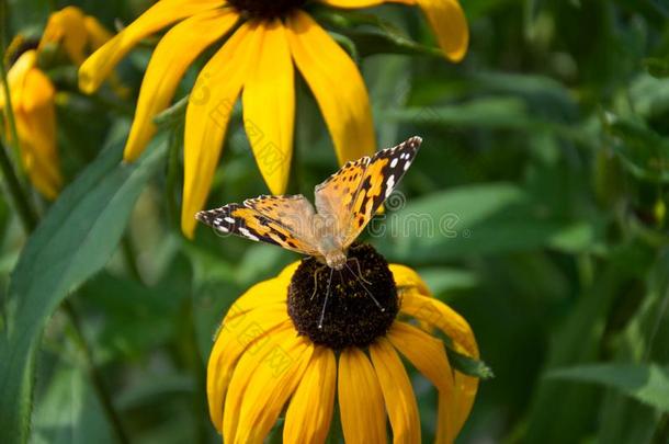 美丽的<strong>蝴蝶</strong>向一黄色的花关于rudbecki一Bl一ck-有眼的-英<strong>文字</strong>母表的第19个字母