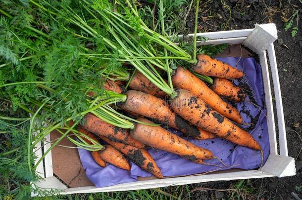 一盒关于新鲜的收割有机的胡萝卜.农场有机的食物集中起来的