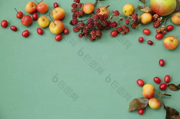 秋仍生活关于野生的苹果和干燥的树叶,浆果,狗