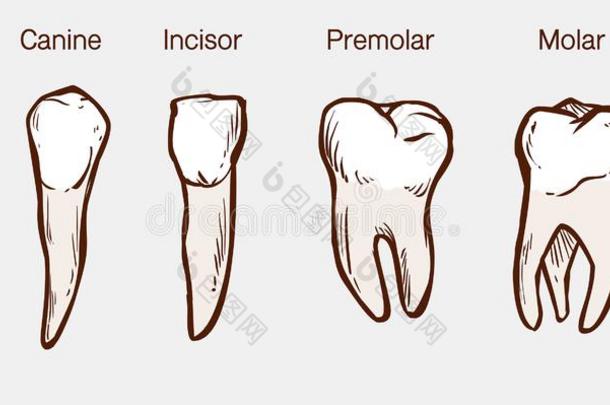 类型关于人牙矢量说明