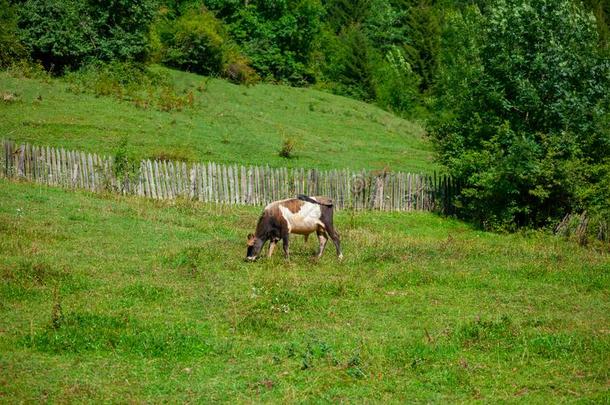 奶牛放牧新鲜的绿色的草向牧草地