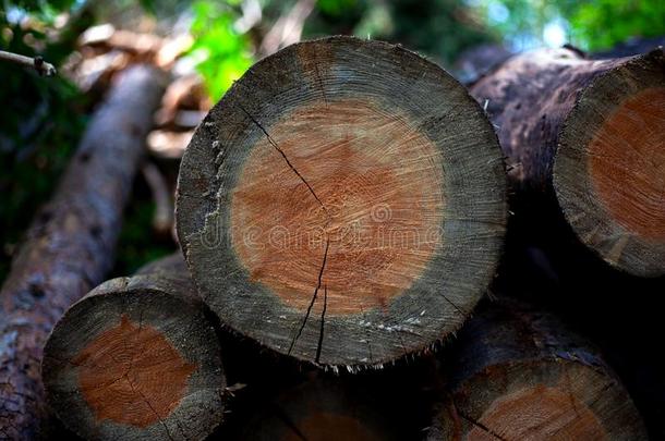 堆积和平衡的树采用指已提到的人森林,观念停止de森林at