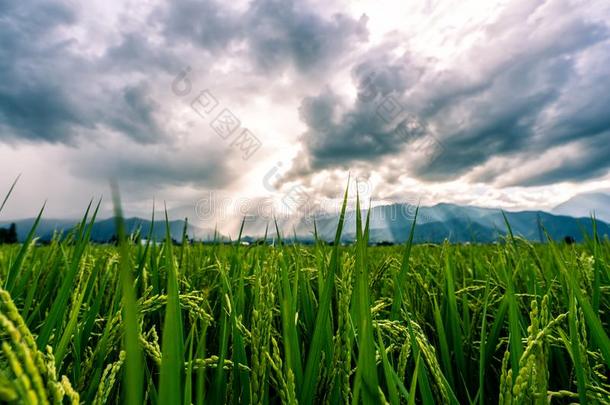 美丽的稻稻和山在日落.长野地方官的任期,
