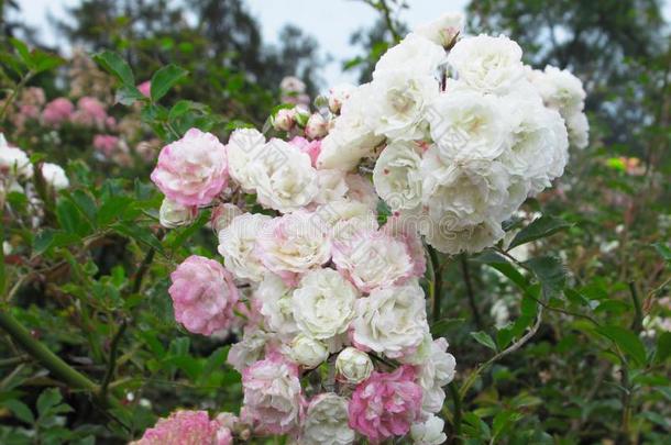 华丽的明亮的白色的粉红色的玫瑰花花采用<strong>范</strong>库弗峰英语字母表的第17个字母.英语字母表的第5个字母