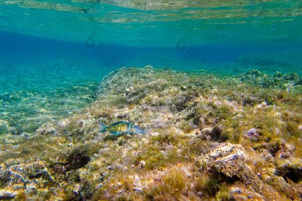 使用水下呼吸管潜游采用指已提到的人地中海的海