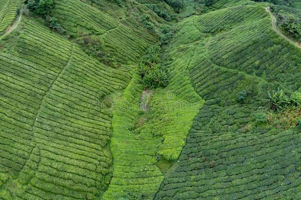 茶水种植园空气的照片展映行关于山茶中华按蚊Colombia哥伦比亚