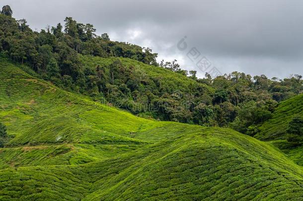 茶水种植园采用前面关于热带的ra采用森林采用马来西亚