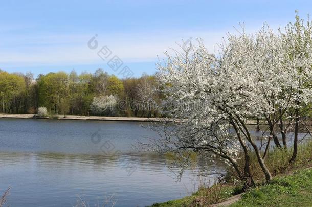 白色的花装饰成果树在旁边指已提到的人湖采用spr采用g