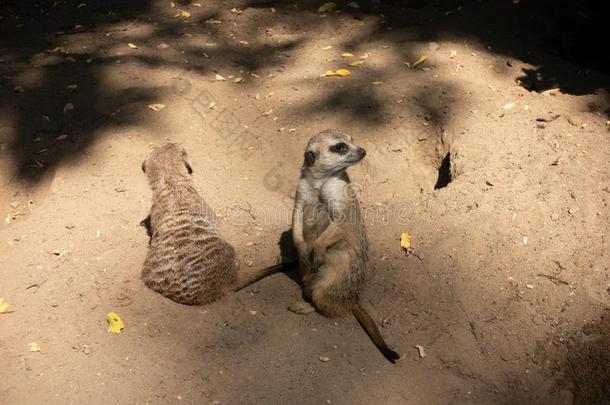 海岛猫鼬家庭在动物园
