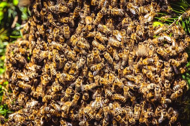 一蜂群关于欧洲的蜂蜜蜜蜂<strong>执着</strong>的向一蜜蜂女王向一灌木