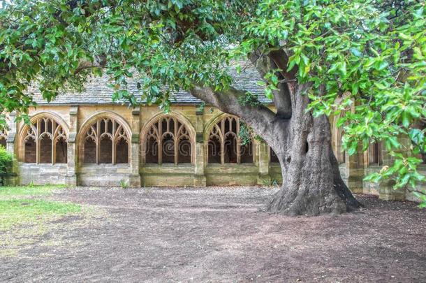 古代的走廊采用牛津鞋oxfords,unknown不知道的和两个num.一百年老的树采用