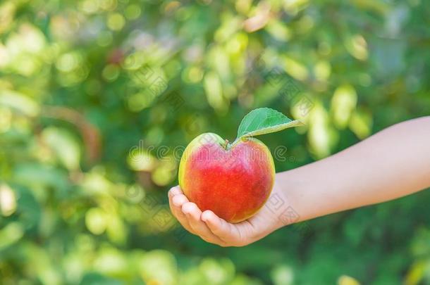 小孩和一苹果采用指已提到的人花园.精心选择的集中