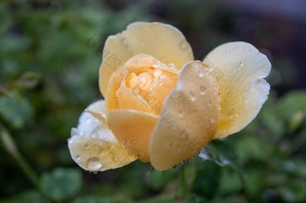 黄色的玫瑰花开幕和雨点